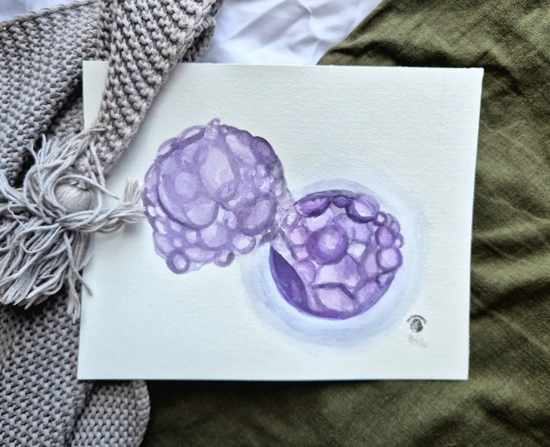purple hatching blastocyst embryo watercolour painting